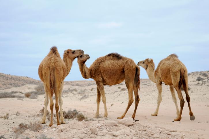 Camels in desert