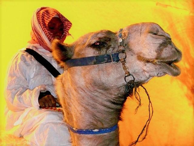 Camel with rider