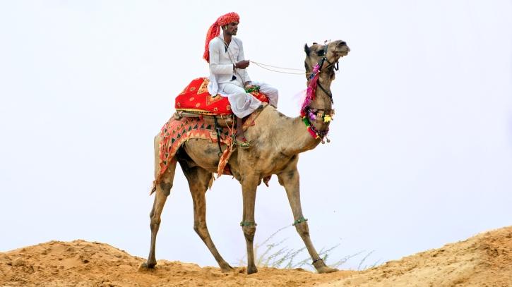 Camel with rider
