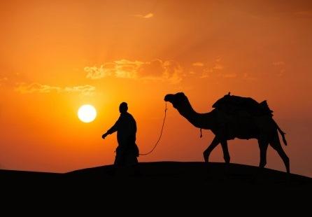 Cameleer and camel