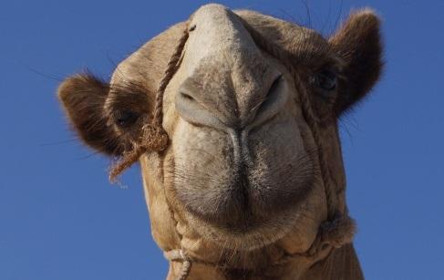 Camel up close