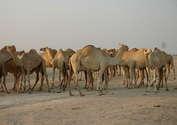 Camels