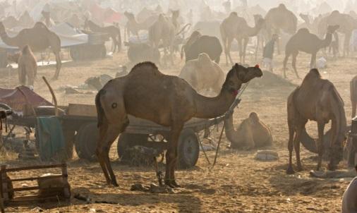 Camels in crowded market