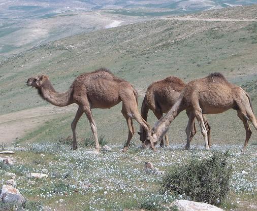 Camels in Negev Desert