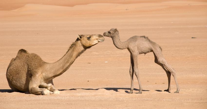 Mother and baby camel