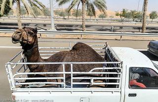 Camel truck
