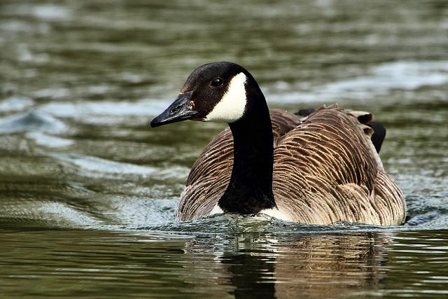 Canada goose