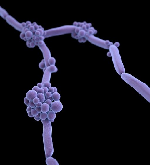 Candida fungus