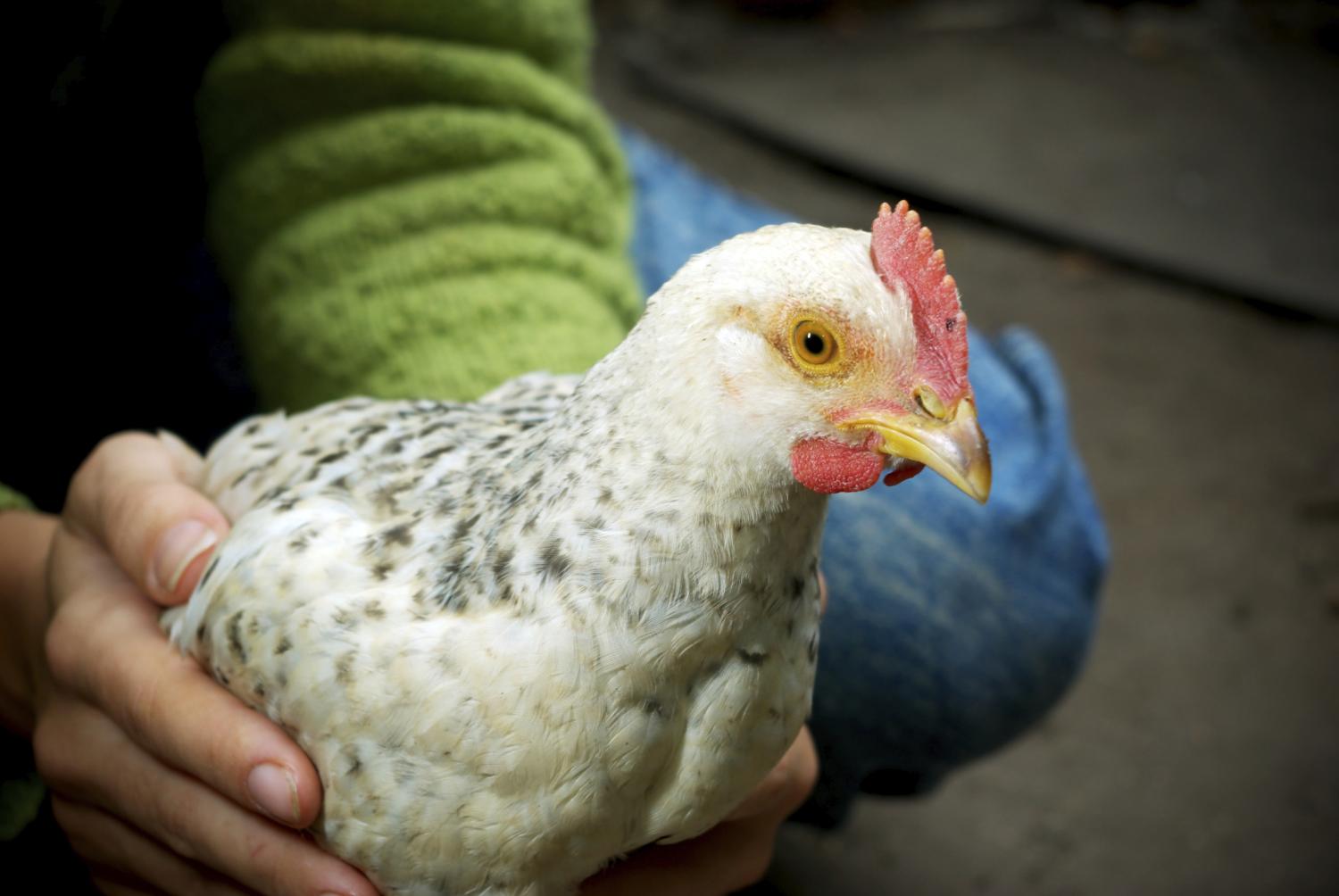 Chicken and handler