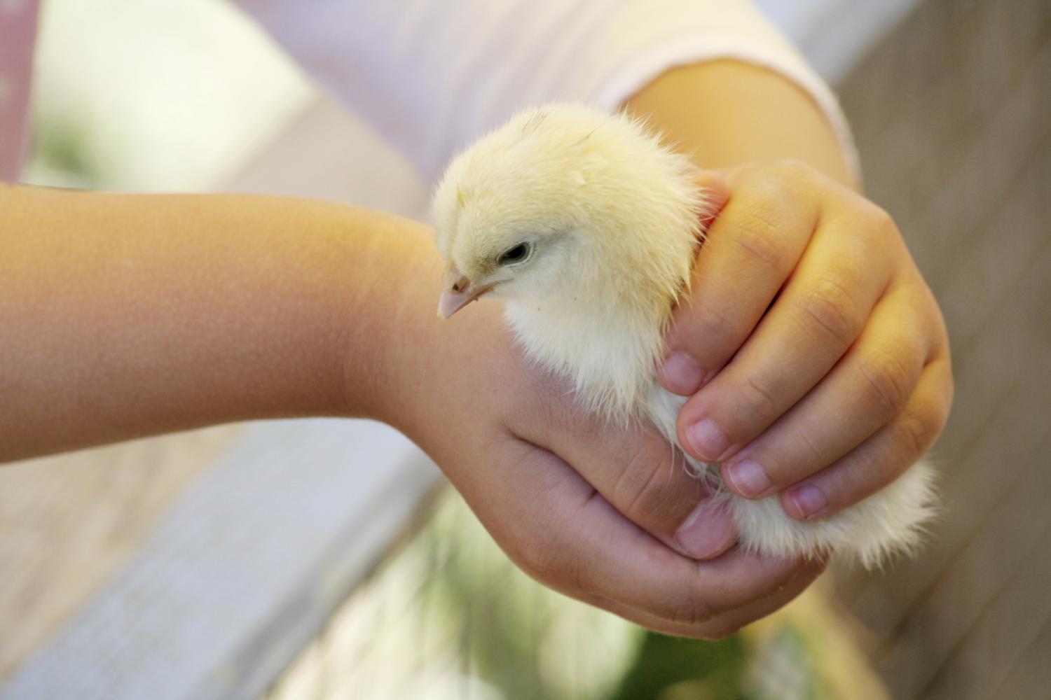 Salmonella outbreak has been linked to a New Mexico Hatchery