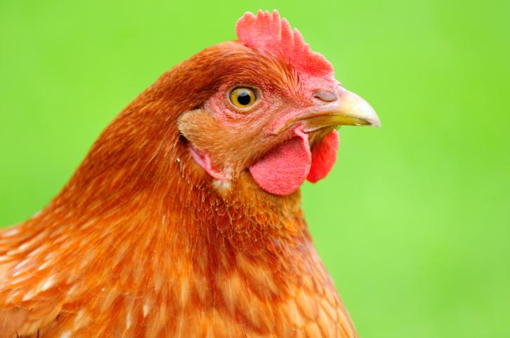 Live Poultry