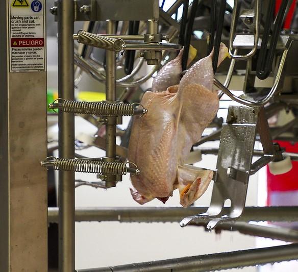 Chicken carcass on assembly line