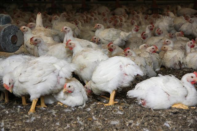 Chicken barn