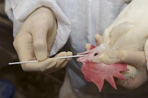 Oropharyngeal swab in chicken