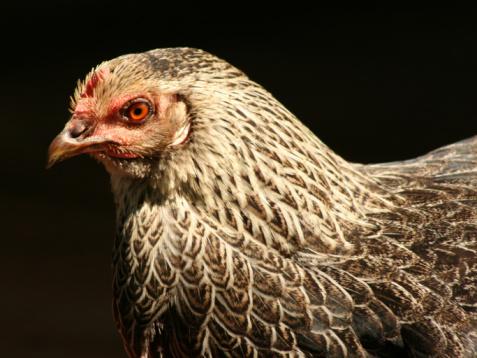 Chicken