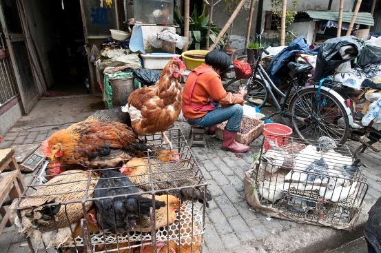 Chicken defeathering
