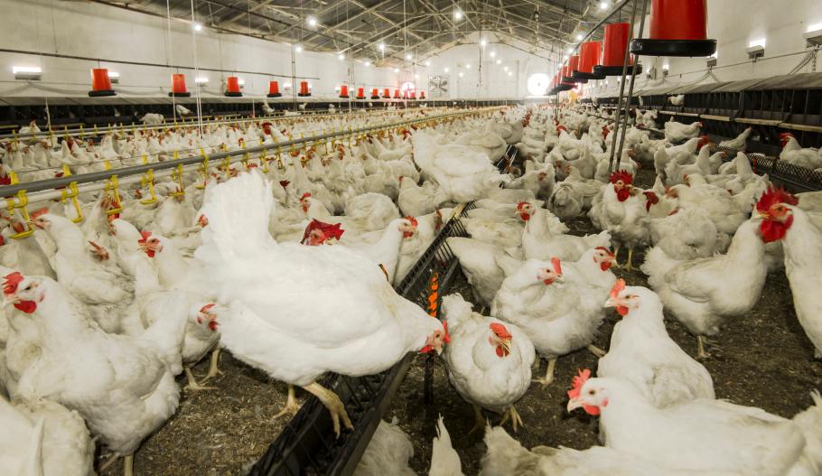 Chicken farm