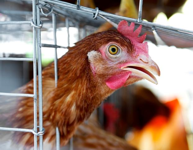 Caged chicken