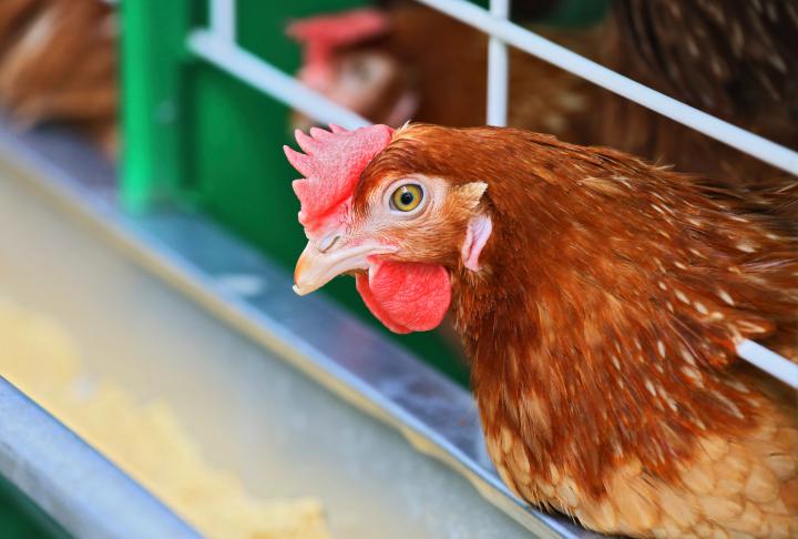 Chicken in cage