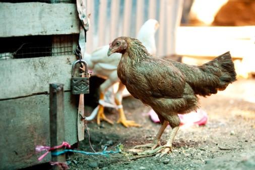 Chicken in market