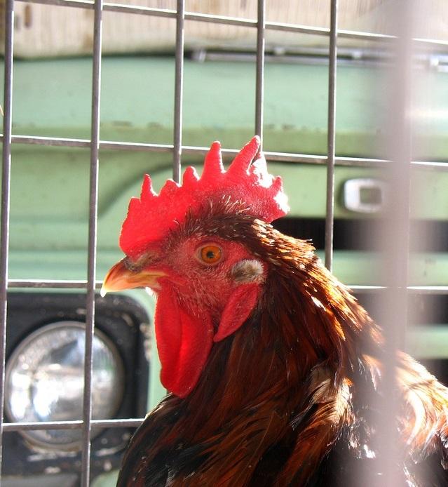 Chicken in truck cage