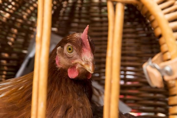 Chicken in wicker cage