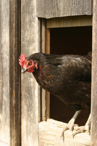 Chicken in window