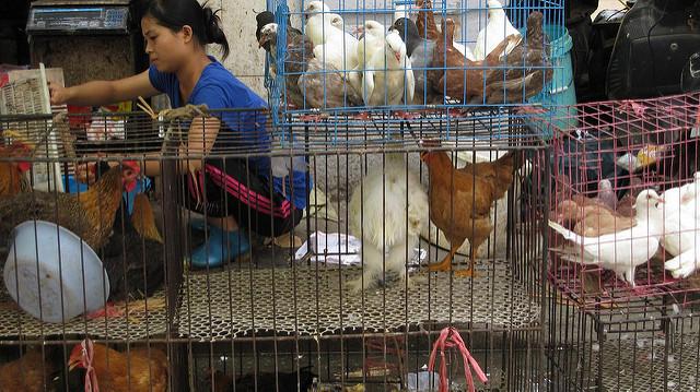 Chicken market