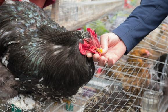 Inspecting market chicken