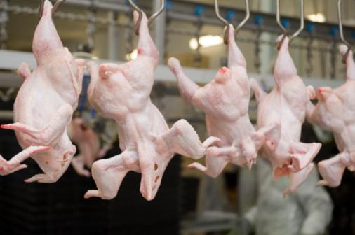 Chicken inspection line