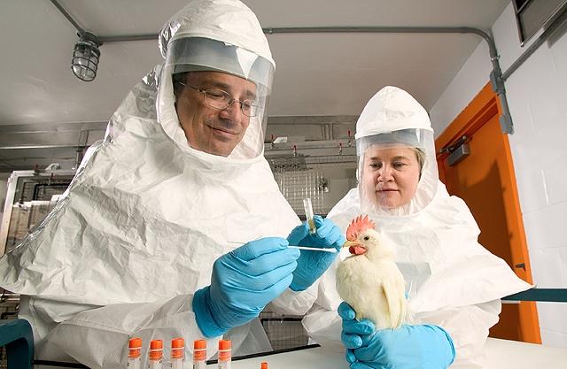 Chicken throat swab