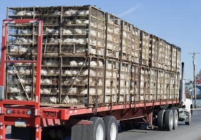 Chicken truck