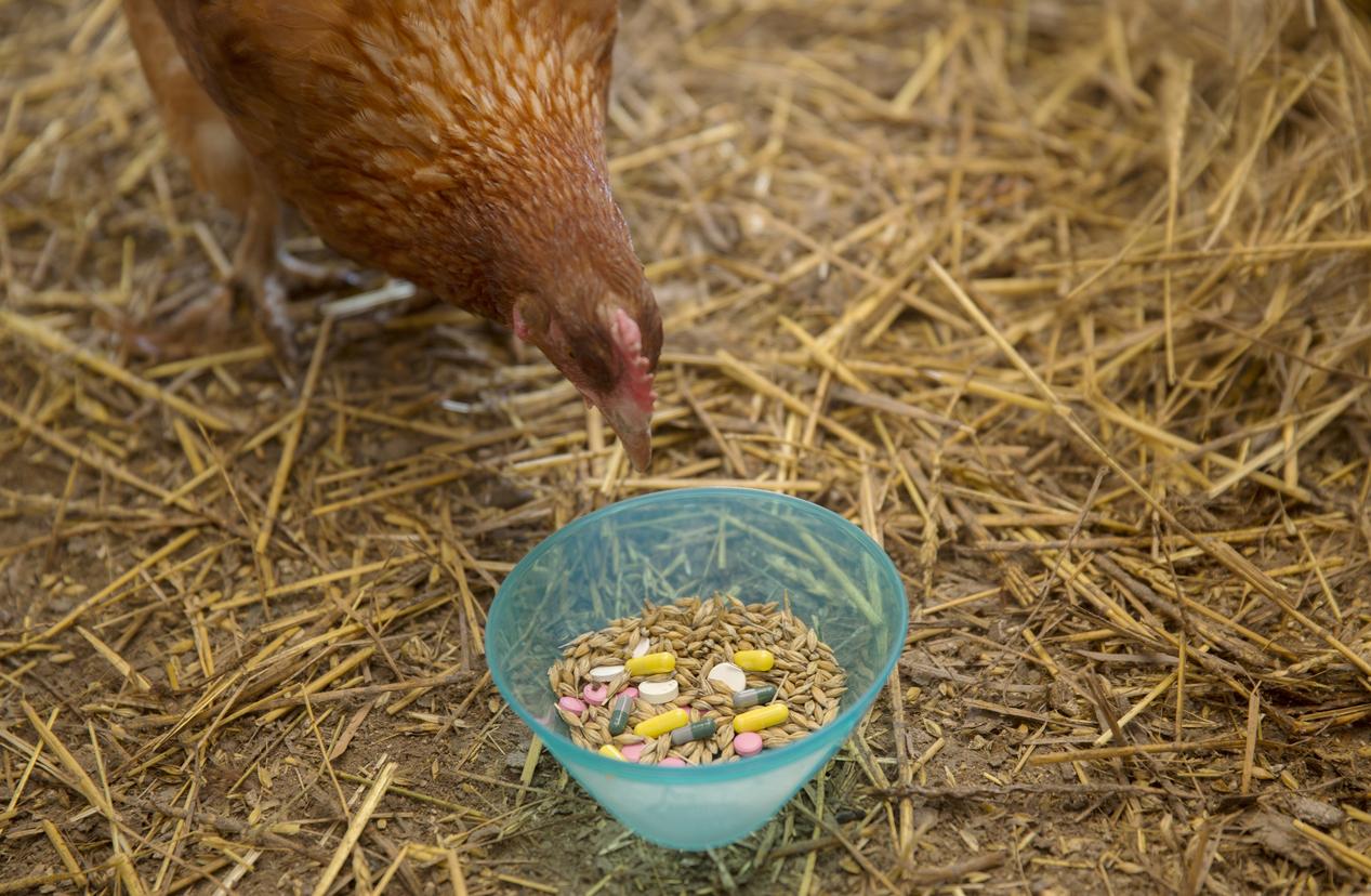 Chicken and feed