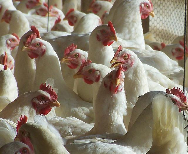 Chickens in barn