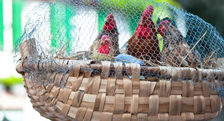 Chickens in basket cage