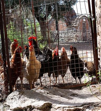 Chickens in Greece