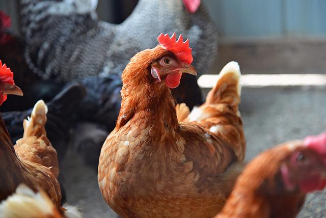 Farm chickens