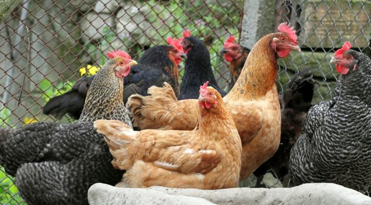 Chickens on farm