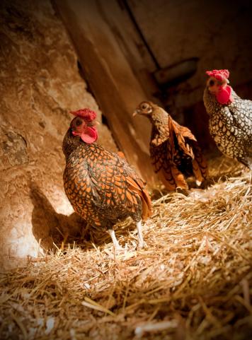 Farm chickens