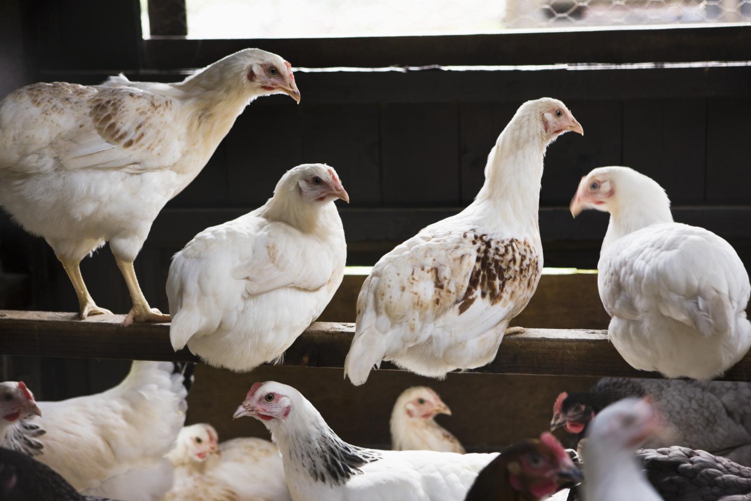 Roosting chickens
