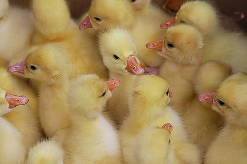 Chicks