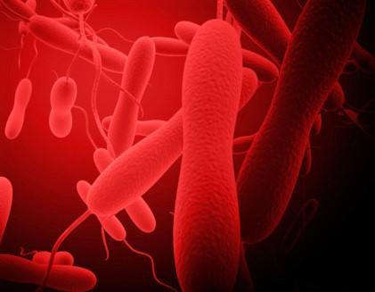 Cholera bacteria