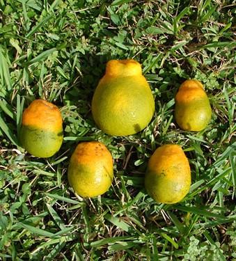 Citrus greening in oranges