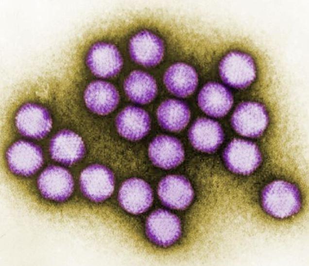 Cluster of adenoviruses
