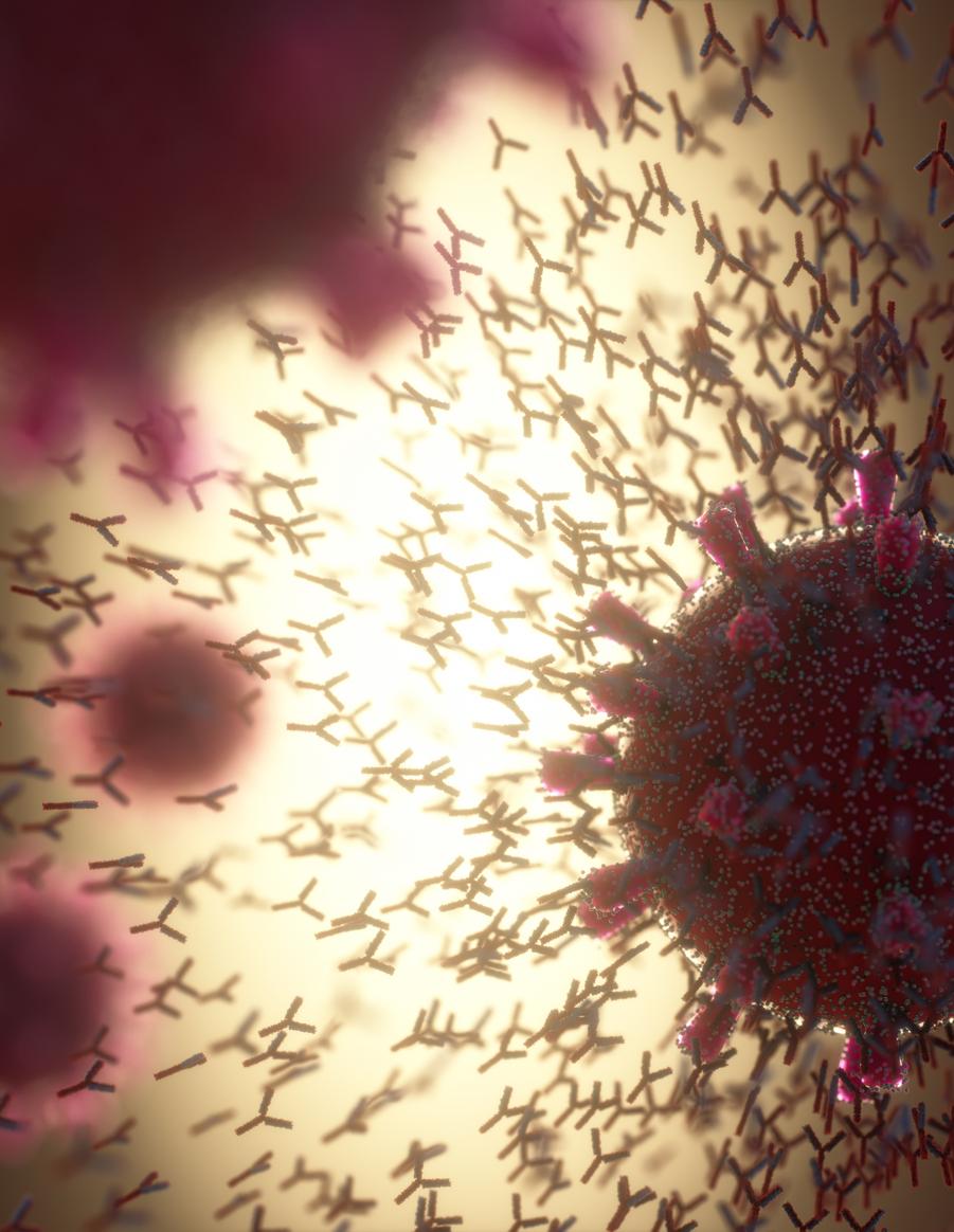 covid antibodies