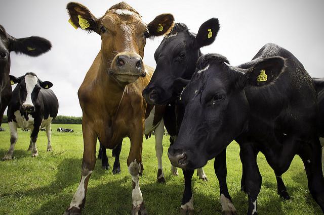 Cow herd