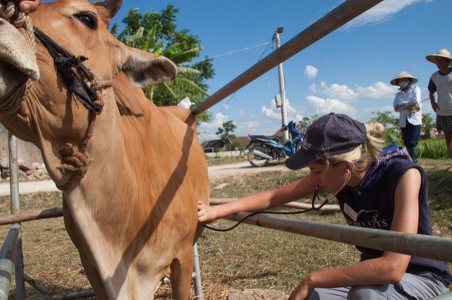 Cow inspection