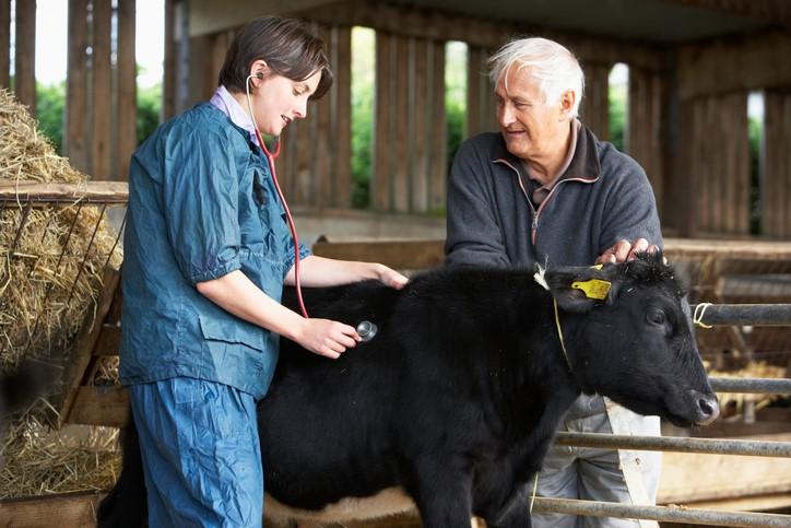 Cow veterinarian and farmer