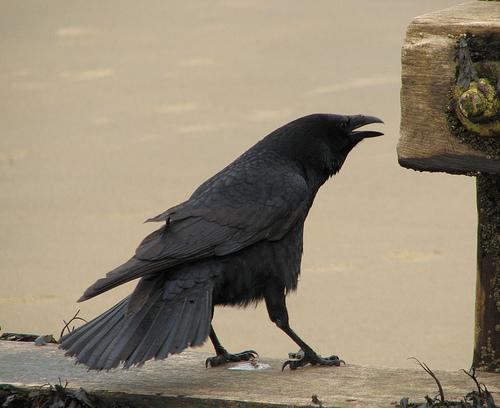 Crow
