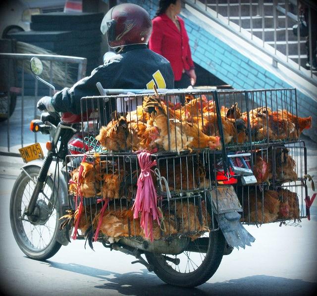 Chickens on a motorcycle